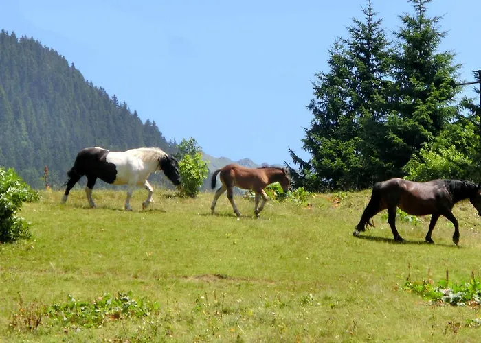 Enzian Gasthof Niederau