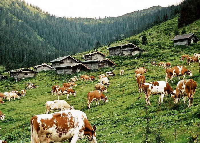 Enzian بيت ضيافة *