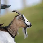 Enzian Pensión *